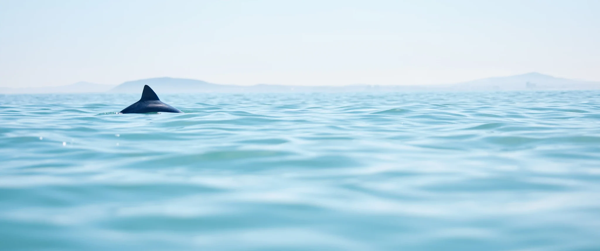 Dolphin fin visible above calm ocean waters, representing clarity and communication in professional training.